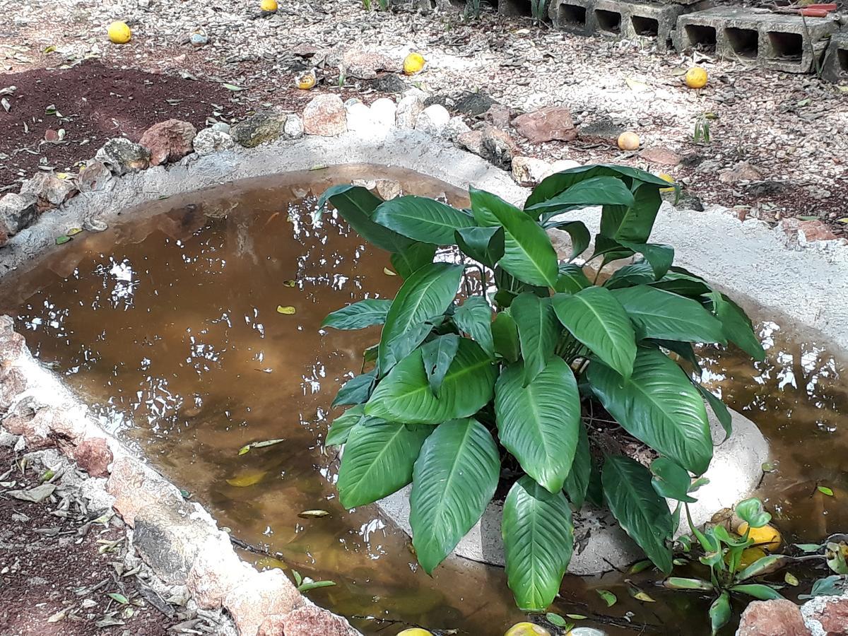 Bed and Breakfast El Chac Mool Santa Elena Екстер'єр фото